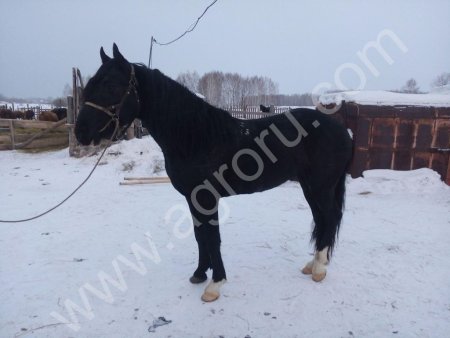 Орловские жеребцы