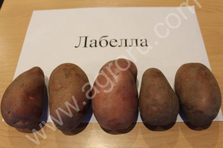 Картофель продовольственный