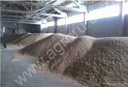 зерно, пшеница, овес