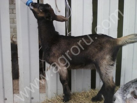 альпийские козочки