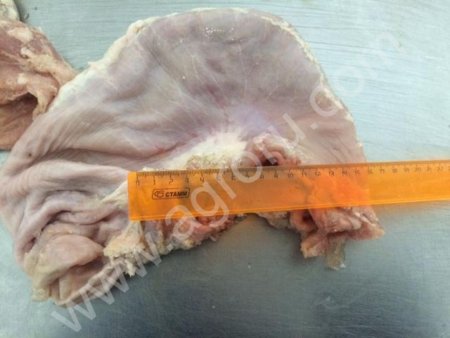 свиные желудки