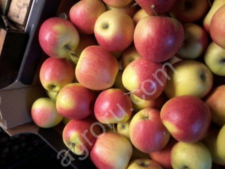 Яблоки