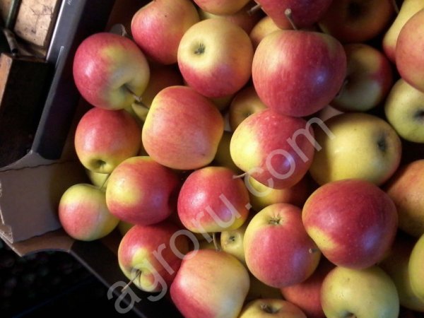 Яблоки