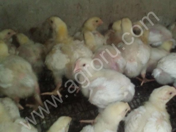 Цыплята бройлера КОББ 500