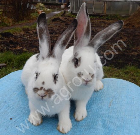 Чистокровные кролики