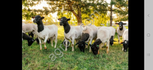 Дорпер. Чистокровные бараны и ярки.
