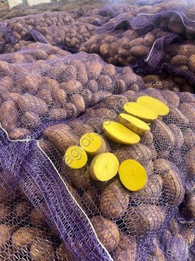 Картофель Оптом в Ярославской области