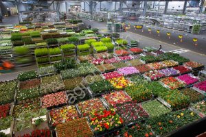 Цветы из китая. Срезанные, горшечные, стабилизированные, уличные, рассада