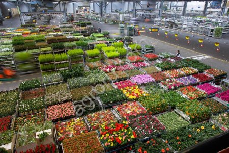 Цветы из китая. Срезанные, горшечные, стабилизированные, уличные, рассада