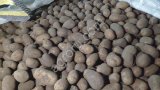 Семенной картофель чипсовые и столовые сорта от производителя