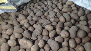 Семенной картофель чипсовые и столовые сорта от производителя