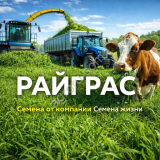 РАЙГРАС итальянский многоукосный Травосмесь ГринЛайн Многоукосная (смесь сортов Хантер и Дорике)