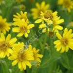 Арника сахалинская - редкое ценное лекарственное растение.