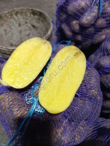 Картофель Гала