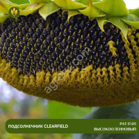 Семена подсолнечника РАТ П 05 высокоолеиновый