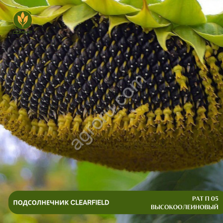 Семена подсолнечника РАТ П 05 высокоолеиновый