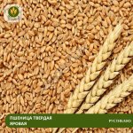 Семена пшеницы Рустикано (ЭС)
