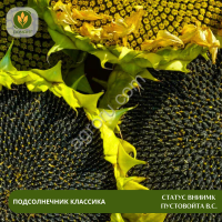Семена подсолнечника Статус ВНИИМК Пустовойта В.С.