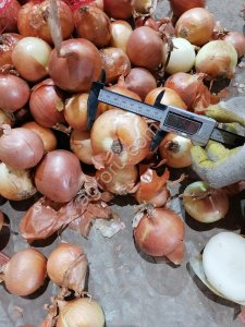 Лук репчатый.