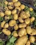 Картофель
