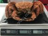 Рыба морепродукты
