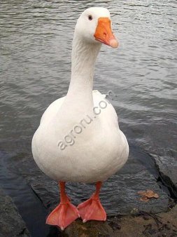 Гуси