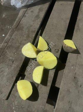 Картофель в Ижевске сорт Гала