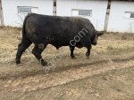 бычки (Бык) породы Абердинангус