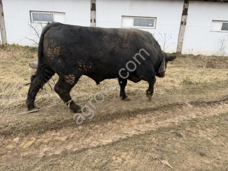 бычки (Бык) породы Абердинангус