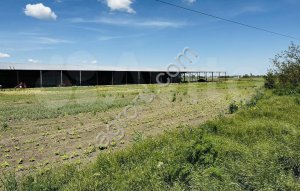 действующее сельскохозяйственное предприятие под ключ