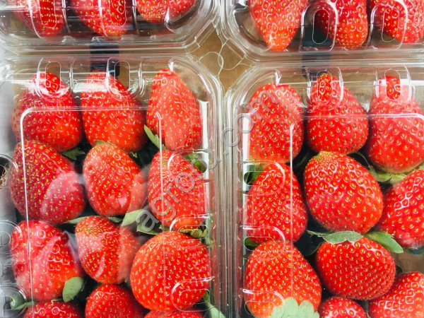 Свежая клубника