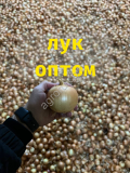 Лук репчатый в Волгоградской области