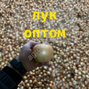 Лук репчатый в Волгоградской области