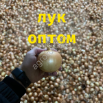 Лук репчатый в Волгоградской области