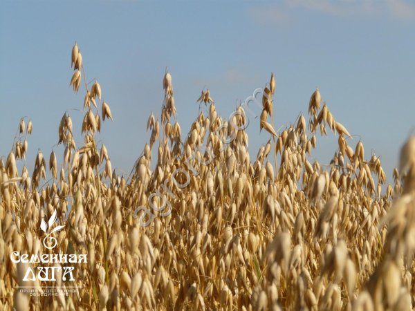 Семена овса ярового