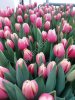 Тюльпаны оптом Новосибирск