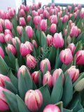 Тюльпаны оптом Новосибирск