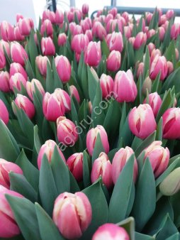 Тюльпаны оптом Новосибирск