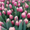 Тюльпаны оптом Новосибирск