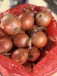 Лук репчатый оптом от производителя