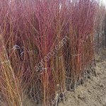 Саженцы персика производства Сербия