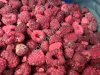 Quick frozen raspberry whole