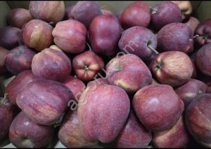 Яблоко Эрован в контейнерах