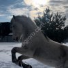 Конский навоз в мешках