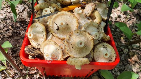 Грузди мохнатые холодный посол