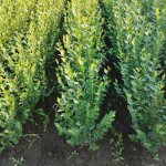 Кизильник блестящий