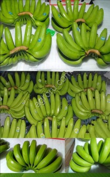 Бананы. Экзотические фрукты