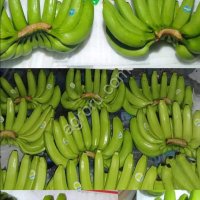 Бананы. Экзотические фрукты