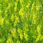 СЕМЕНА ДОННИКА ЖЕЛТОГО И БЕЛОГО