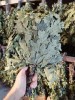 Тарасюк Евгений